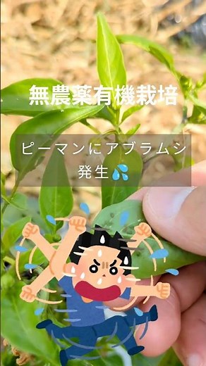 Aphids on bell peppers: How to handle them without pesticides? #HomeGardening