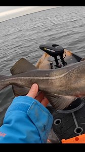 Although it’s very early some bigger cod are starting to trickle into Rhode Island #fishing #cod #jigging #kayak | Fish RI