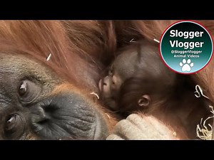Orangutan Jazz Nursing Her New Born #orangutans #dudleyzoo