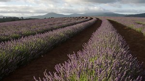 8.5K views | The cream of the crop — our ‘Agriculture’ category is a...