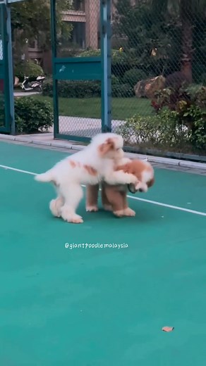 2.6K views · 52 reactions | 哇！是开爱的红白花巨贵宝宝捏✨ #巨贵宝宝 #红白花巨贵 #巨贵幼犬 #giantpoodle #巨贵 #巨型贵宾犬 #巨型贵宾 #红白花巨贵幼犬 #巨贵犬 | Giant Poodle Malaysia 巨型贵宾俱乐部 | Facebook