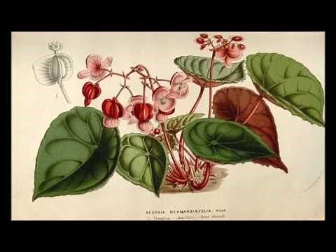 Historia de la botanica