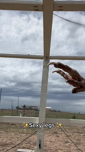 Spurs are an outgrowth of your chickens leg bone. Both male and female chickens are hatched with spur buds and have the potential to grow spurs. You should NEVER twist of the sheath of keratin that covers your roosters spur. This is comparable to tearing your fingernail out of the nail bed. You can trim or file your roosters spurs safely. #rooster #spur #roosterspurs #animalwelfare #animalhusbandry #humane #behumane #chicken #chickentok #chickensoftiktok #fyp #sexyleg #foryou #foryoupage #learn 