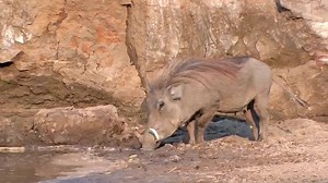 Wildlife in Their Natural Habitat: A Visual Journey