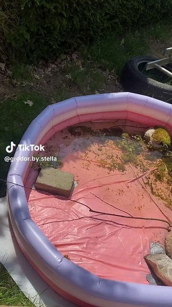 Feeding time 🐸🌾 More videos is coming💕#frog #foryou #feeding #fypシ