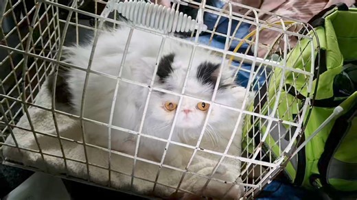Linda on the way to the vet for a lion cut as so matted! Sweet girl! Aged 8. No dogs. Parent died. Hated young kids. OK with other cats in foster. | Strawberry Persian Pedigree Cat Rescue UK