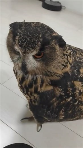 1.9K views · 87 reactions | Lamping smart owl first reel 列列 #owl #owls #birds #owlsofinstagram #nature #bird #owllover #art #wildlife #owlstagram #owllovers #birdsofinstagram #owllove #owlobsession #naturephotography #wildlifephotography #owlart #birdphotography #animals #photography #owltattoo #barnowl #handmade #birdsofprey #owlphotography #owleyes #eule #best #owlsome #love | Smart Skills | Facebook