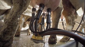 Cow milking in the parlor. Close-up milking of cow udder, milk flow.