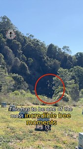 One of the rarest sights in beekeeping, caught on camera. 🐝 What you’re watching is a queen bee mating flight… happening right here, above our queen mating hives. 🐝 Turn the sound up and watch till the end, you’ll even see the queen return to her mating nuc, still bearing the telltale sign of the last drone’s endophallus. 🐝 Typically, queen bees fly kilometres away to Drone Congregation Areas, neutral zones where unrelated males gather in the hope of passing on their genes. It’s nature’s way 