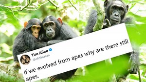 Tim Allen's Evolution Tweet | Know Your Meme