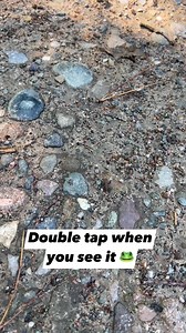 Tiny little frog 🐸 #frog #nature #summer #video #reels | Rob And Elizabeth