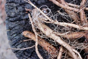 The Universal Digestive Formula - The School of Evolutionary Herbalism