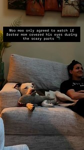 Adopt Moo Moo 🩵 www.phillybullyteam.org | Philly Bully Team