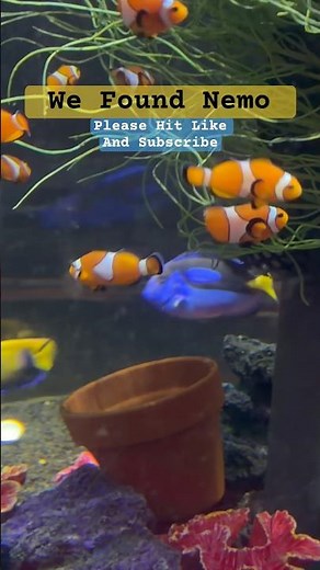 We Found Nemo And Dory At Sea Life In Alton Towers #findingnemo #findingdory #nemo #dory