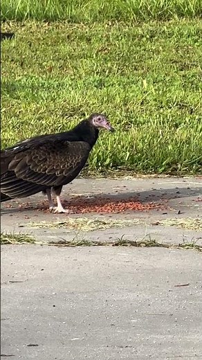 Bird eating cat food for lunch