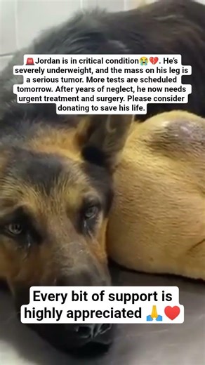 🐾 JORDAN'S FIGHT CONTINUES 🐾💔 Tumor, infection, grim prognosis. Donate or share to help him 🙏