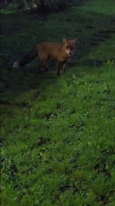 Fox or Food? - Cavapoochon Doggie chooses!