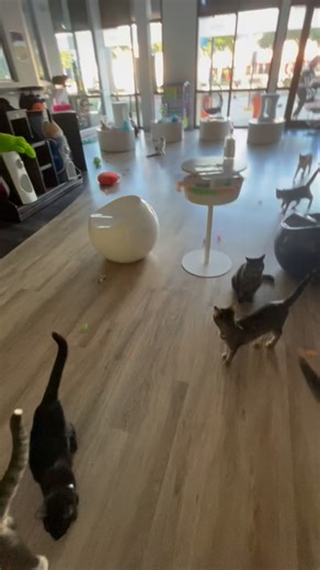 It’s Caturday, Fort Myers! 😻☀️ Start your weekend with cool drinks, cats, and all the purrs. 👉 Book your Cat Lounge visit now and be part of the rescue mission. #catcafe #swfl #fortmyers #florida #adoptdontshop #cattyshackcafe #pet #catlover #kitten #adoptme | Cattyshack Cat Cafe