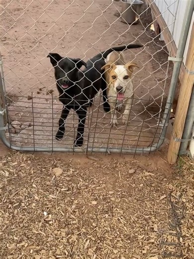 Underdog Animal Rescue and Rehab-Moab, Utah on Reels