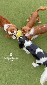 🐾 Dogs Playing vs. Dogs Being Aggressive 🐾 Many dogs growl when they play — and that’s perfectly normal! It’s one of the ways they communicate excitement and keep the game fun. But sometimes, it can be tricky to tell the difference between playful growling and a genuine warning sign of aggression. 👉 Play Growling Signs: • Loose, wiggly body language • Bouncy movements or “play bows” • Relaxed faces, open mouths, often with tails wagging • Pauses in play to check in with each other before resu