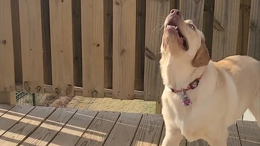 This dog clearly isn't aware what will happen if it ever does catch that bee. Cuteness overload! | Rumble Dogs