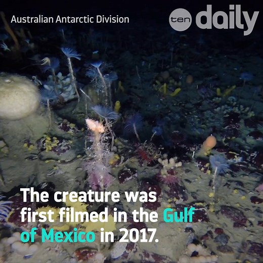 10K views · 54 reactions | The 'headless chicken monster' has been caught on camera for the first time in the Southern Ocean and it's so weird it's wonderful. (Video: Australian Antarctic Division) #AusAntarctic | 10 News | Facebook