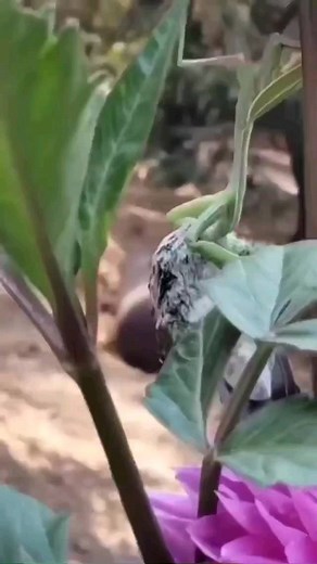 49 reactions | Preying Mantis Preying on Hummingbird - -  Credit: @cherydenlow - - All credit goes to respective owners  DM for removal or credit. - - Follow us for more videos: @animalentertainment7 - - #mantis #prayingmantis #hunter #Hummingbird #closeenough #predator #greaterkruger #insects #wildlife #wildlifeaddicts #animal #animallovers #nature #africasafari #attack #videooftheday #wildlifeonearth #natureismetal #animalentertainment7 | Animals Wildside | Facebook