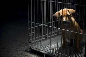 Dogs and cats still being slaughtered for meat in China