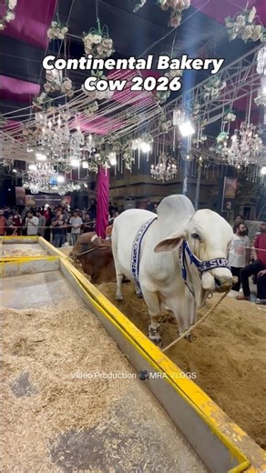 Continental Bakery Cow 2026 | MAK House Cow 2026