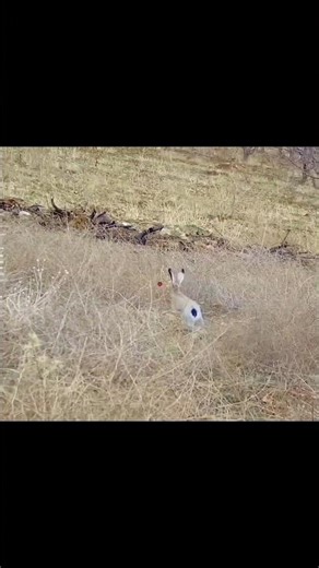 Epic Rabbit Hunt – First Person Shotcam Footage #wildlife #g4outdoors #huntinglife #hunting #rabbit