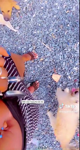 user25509591525 (@sugarstar441)’s videos with original sound - user25509591525