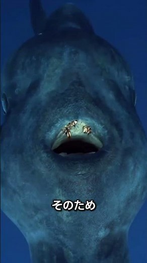 マンボウがじっと動かずにいる理由