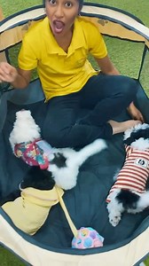 🦋❤️🦋Check sa Zoli ti BABA Kouma zot Kokass! 👉🏼👉🏼 Nu BB BICHON NAIN p met LAFAYA ek Madame Astha a Zoomania Bagatelle! 🔺🔺 INFO: Kelina ☎️ 5941 6976 🔺🔺 Une équipe 💯ANIMAL LOVERS #WeAreOneTeam❤️💙💛💚 #zoomaniamauritiuspetshop #vetmaniamauritius #bichonnain #bichonmaltais #bichonmaltes #bichonfrise #bichonsofinstagram | Zoomania Mauritius