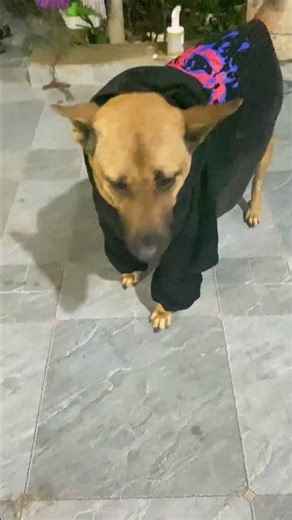 Mùa đông không lạnh của Rơm/ Rom’s Winter Without Cold #puppy #pets #dog