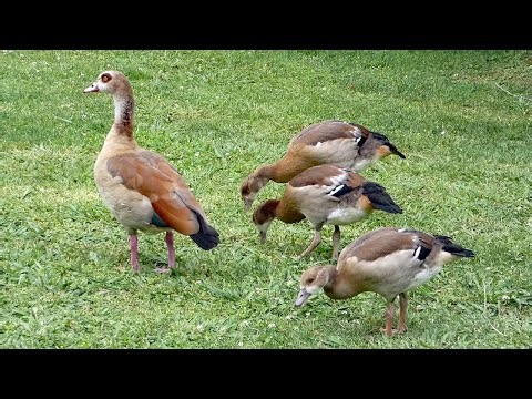 Egyptian Goose Family: A Short Nature Story