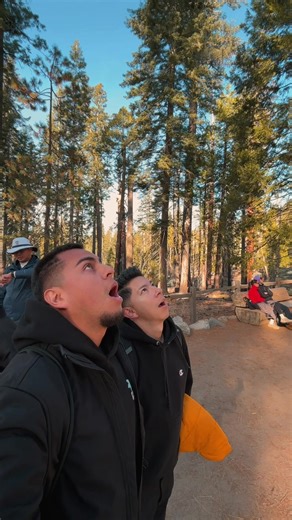 Grizzly Giant in Yosemite 🤩✨