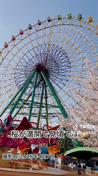 華蔵寺公園の桜が満開 - 群馬県伊勢崎市の春