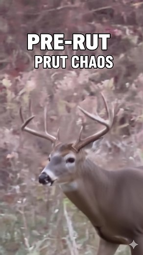 🗓️ November 3 — The pre-rut is ON. Bucks are cruising, chasing, and covering ground. If you’re not set up on a high-traffic funnel or staging area, you’re missing the window 👀 🎯 Now’s the time to strike before he locks down with a doe. 👉 FOLLOW for more daily breakdowns Are you in the woods today? Drop a 💥 if you’re hunting this week! Tag a buddy who needs this tip 👇 and save this for your next hunt! #WhitetailHunting #BowhuntingTips #RutHunting #DeerHunting2024 #Nov3Hunt #ChasingTails #Hu