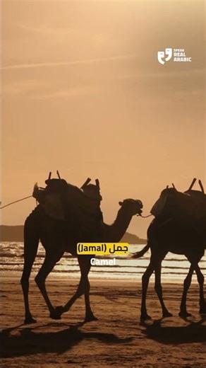 Animals in Arabic #learnenglish #speakarabic #shorts