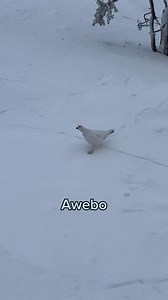 Perdiz nival (Lagopus muta) el ave "ahuevo" 🤘🏽😅🦈 Creditos a daily.awebo en instagram #vidaanimalsincensura #kurco04 #humor #aves #birds #awebo #ahuevo | Vida animal Sin censura