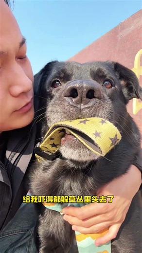 Dog Showdown: Mini Dog vs. Giant Black Labrador