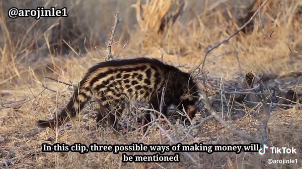 Civet Yorùbá Documentary. Watch full video on my YouTube channel. Clic...