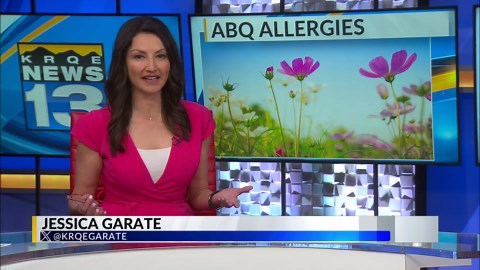 These are some of the most common allergen causing plants in Albuquerque