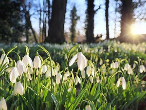 12 Winter Blooming Plants That Will Flower Through The Coldest Days