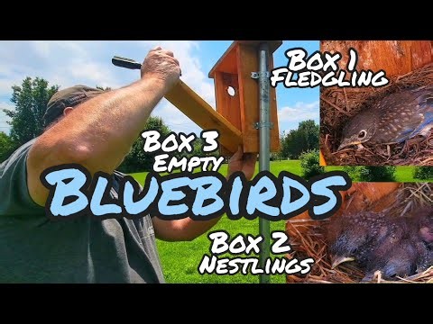 Checking Out The Bluebird Nesting Boxes