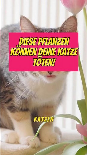 Katzenbesitzer Achtung! Diese Zimmerpflanzen sind tödlich für deine Katze