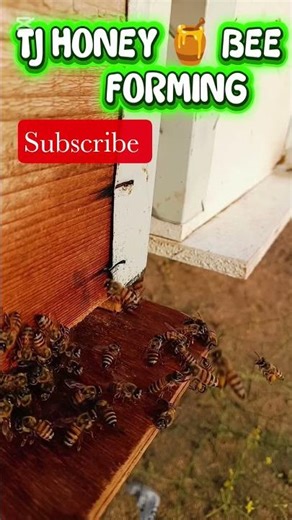 morning time of Honey Bee #trending #shorts #viralvideo #viral #singing #newreel