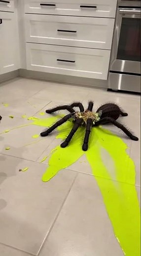 EPIC SPIDER PRANK! 🕷️ Dog Freaks Out When HUGE Tarantula EXPLODES!