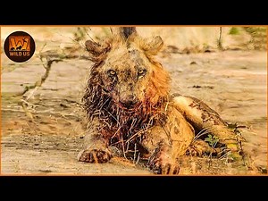 Most Unbelievable LION Hunting Fails Caught on Camera | Wild Animals