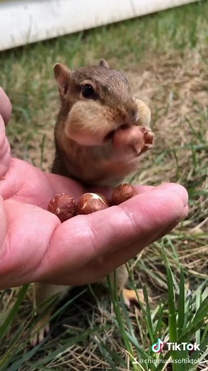 Meet Dinky the Chipmunk - The Cutest Pet You'll Ever See!